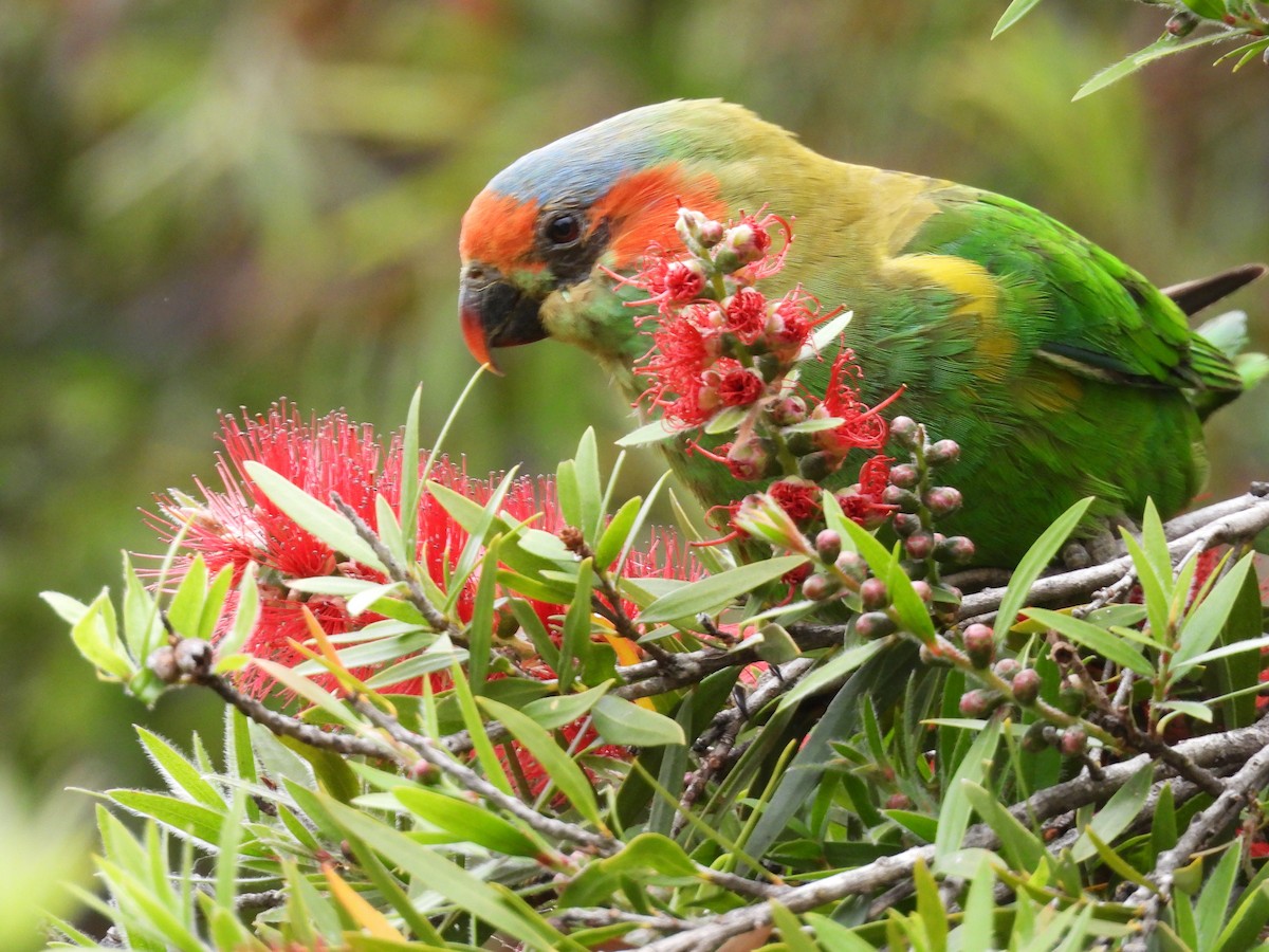 Лорікет-нектароїд червонолобий - ML645643445