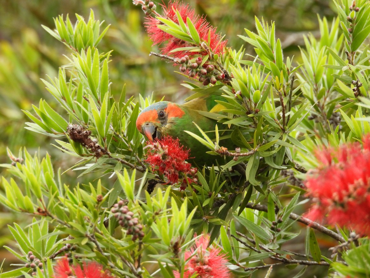 Лорікет-нектароїд червонолобий - ML645643446