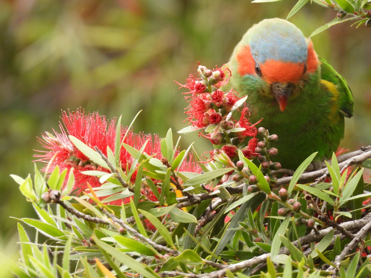 Лорікет-нектароїд червонолобий - ML645643448