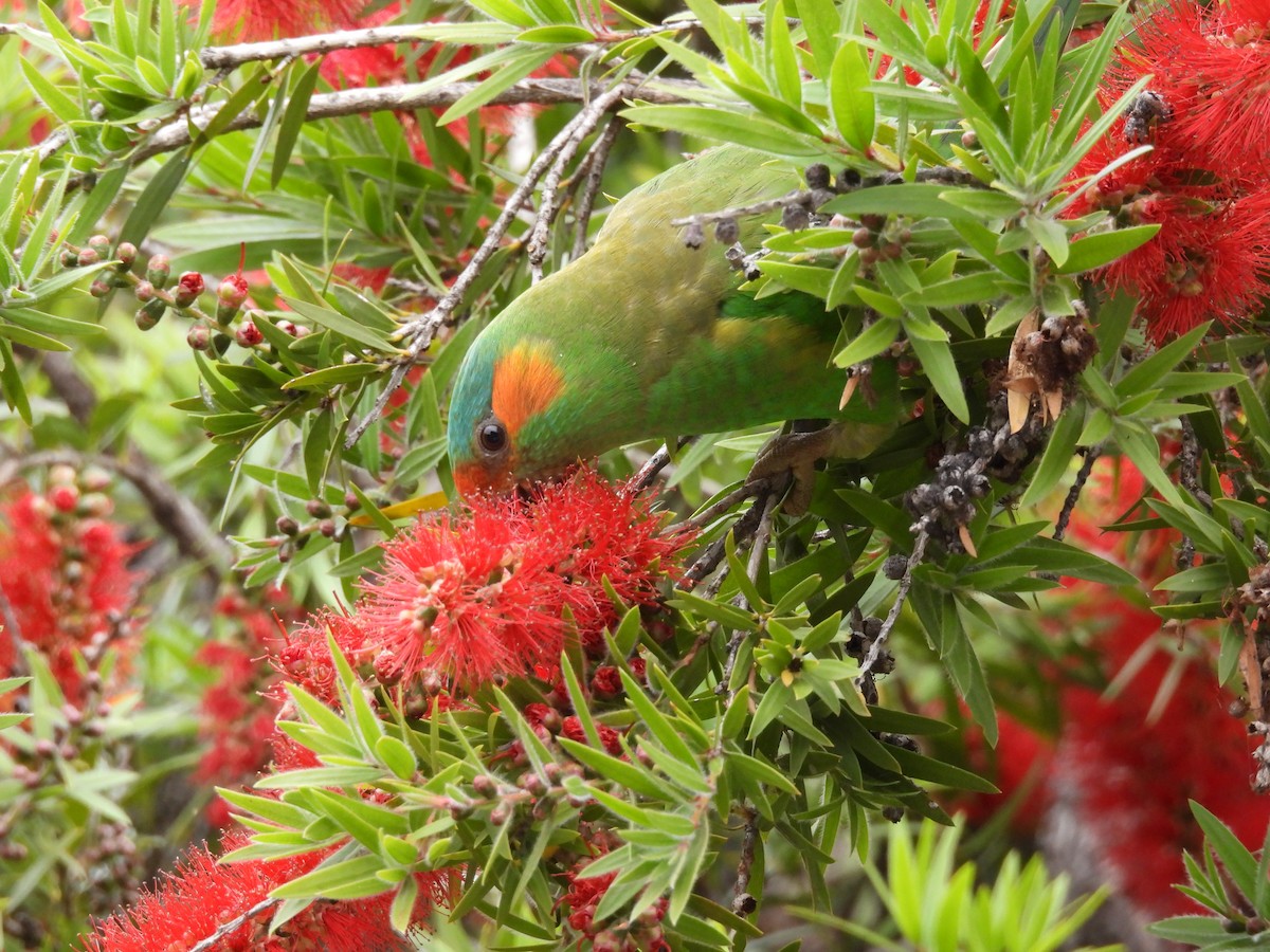 Лорікет-нектароїд червонолобий - ML645643449