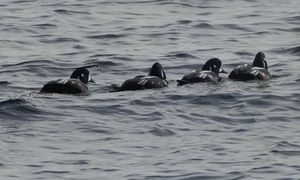 Каменярка - ML645643452