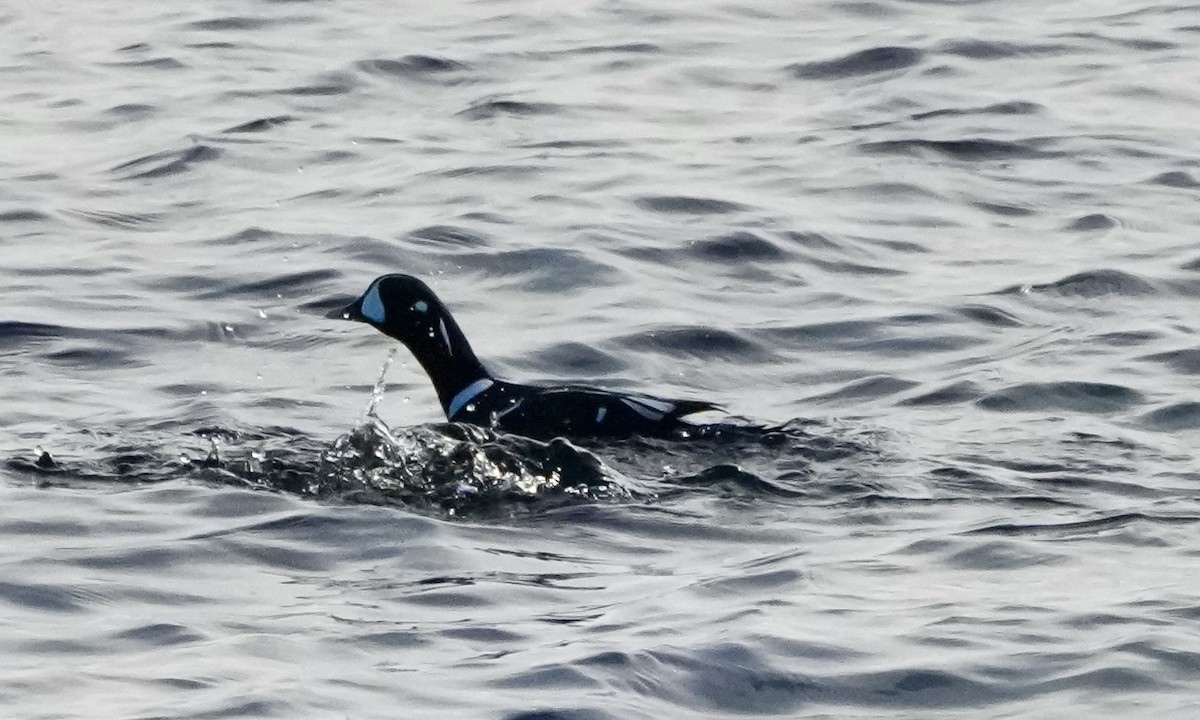 Каменярка - ML645643453