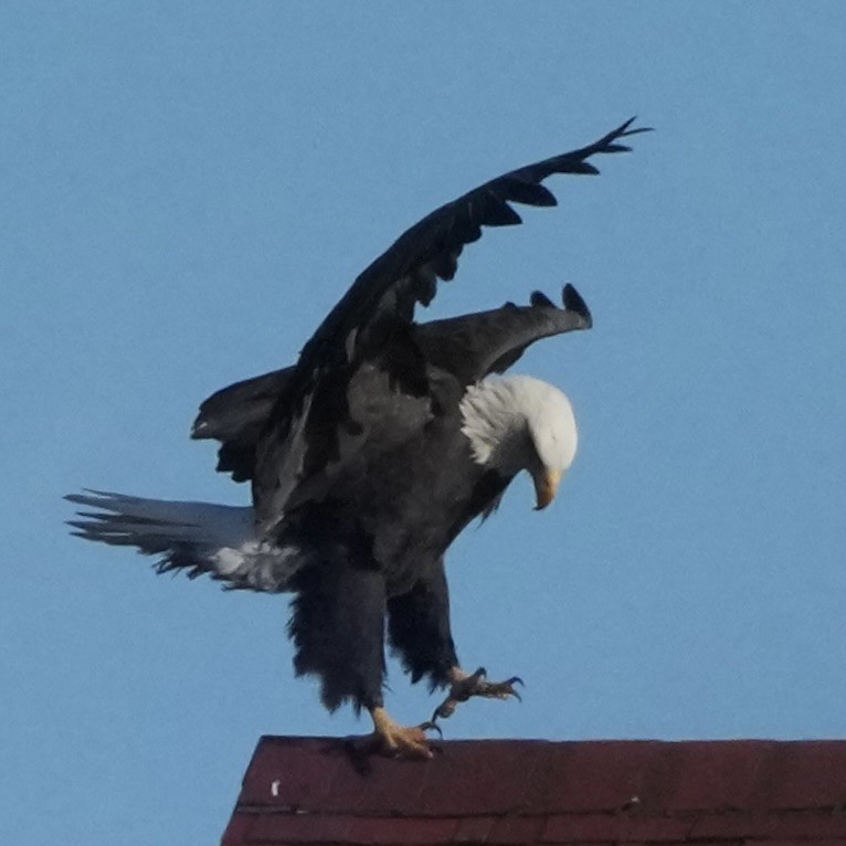 Орлан білоголовий - ML645643456