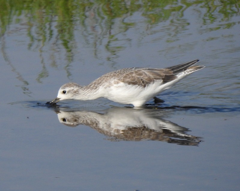Коловодник ставковий - ML645643460