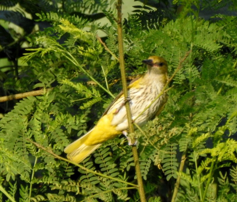 Вивільга індійська - ML645643461