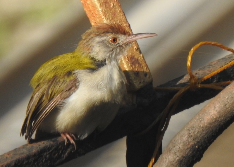 Кравчик довгохвостий - ML645643467