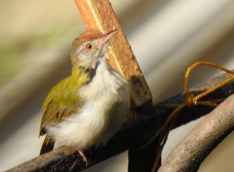 Кравчик довгохвостий - ML645643468