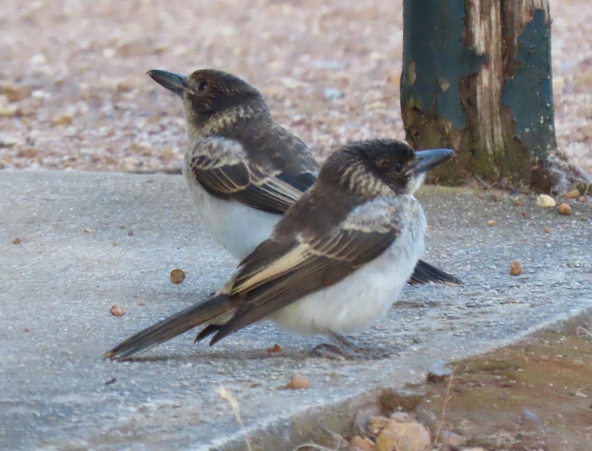 Gray Butcherbird - ML645643476