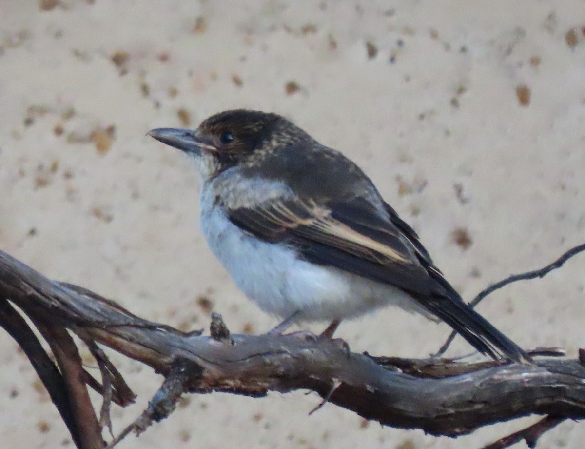 Gray Butcherbird - ML645643477