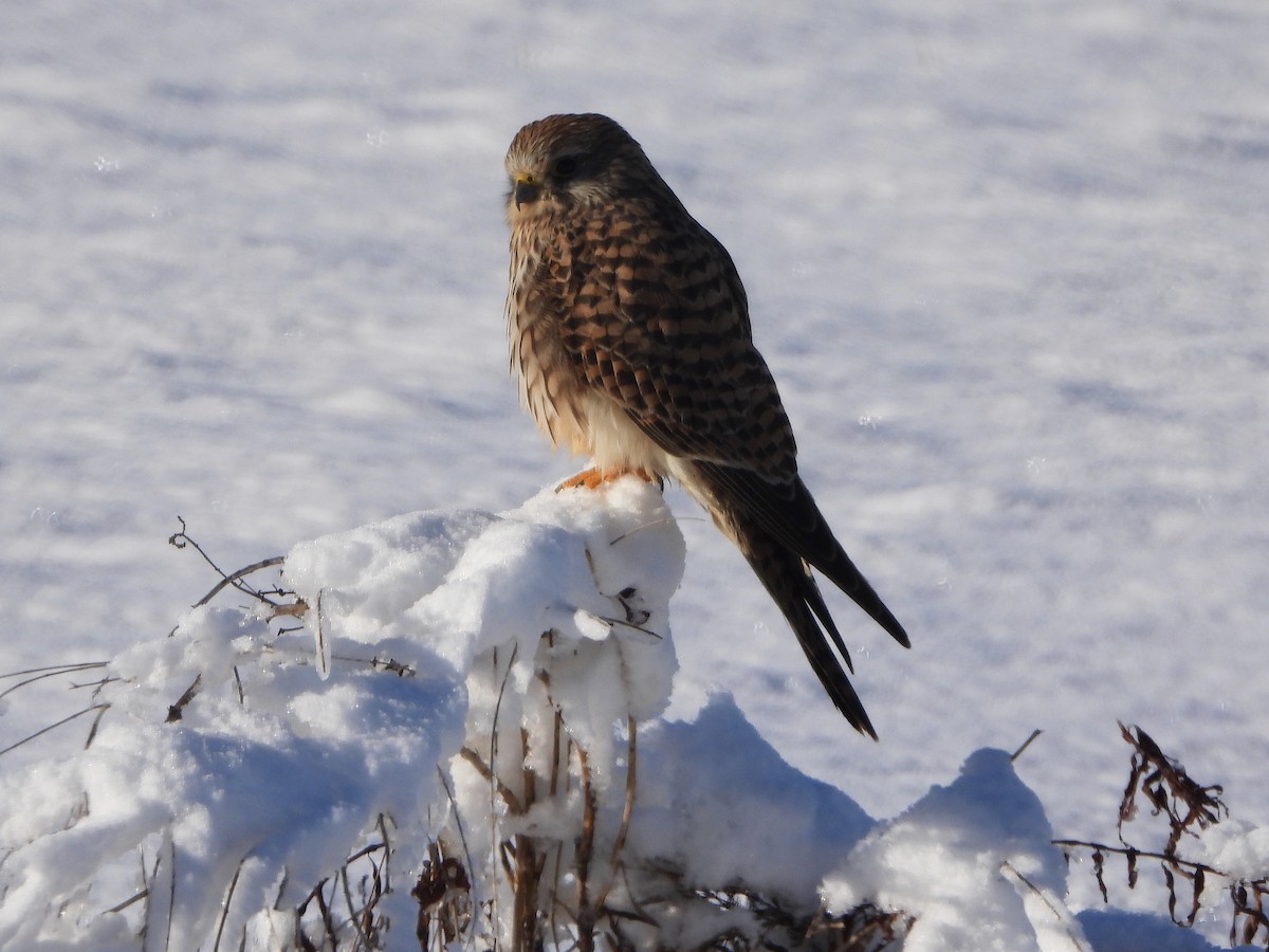 Eurasian Kestrel - ML645643479