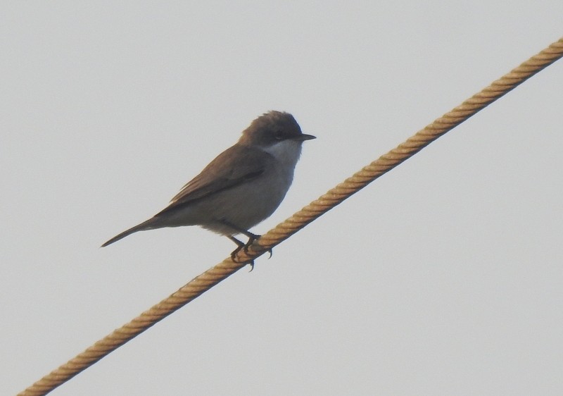 Lesser Whitethroat - ML645643481