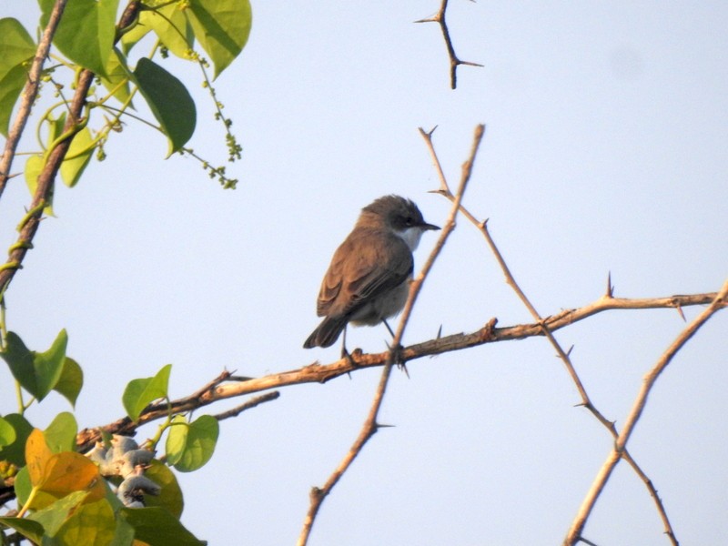 Lesser Whitethroat - ML645643482