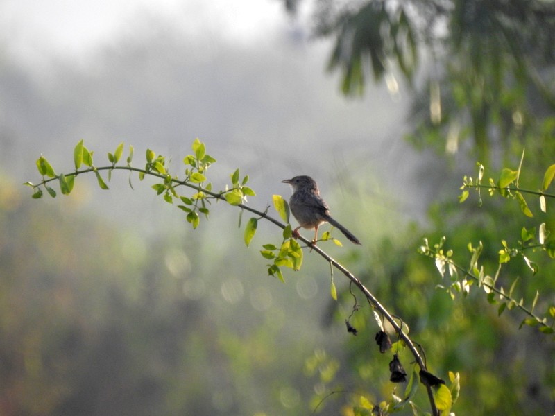 Common Babbler - ML645643485