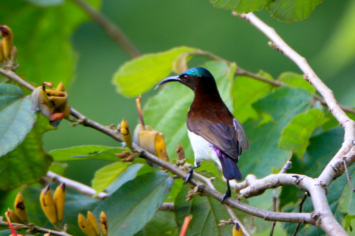 Purple-rumped Sunbird - ML645643486