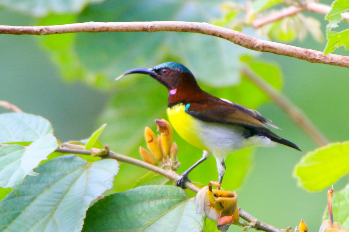 Purple-rumped Sunbird - ML645643487