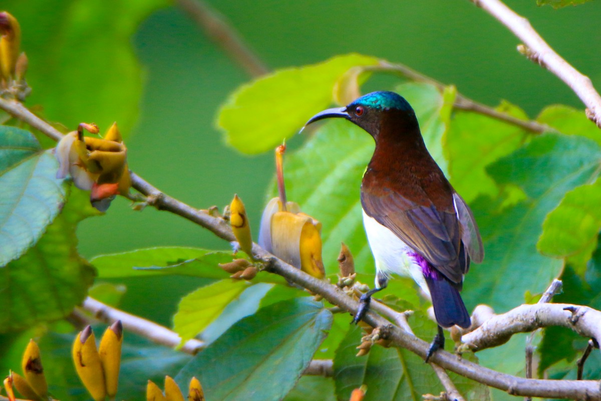 Purple-rumped Sunbird - ML645643488