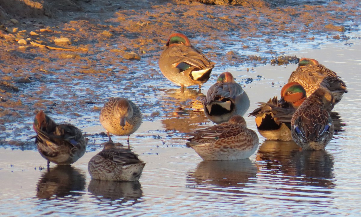Green-winged Teal (Eurasian) - ML645643489