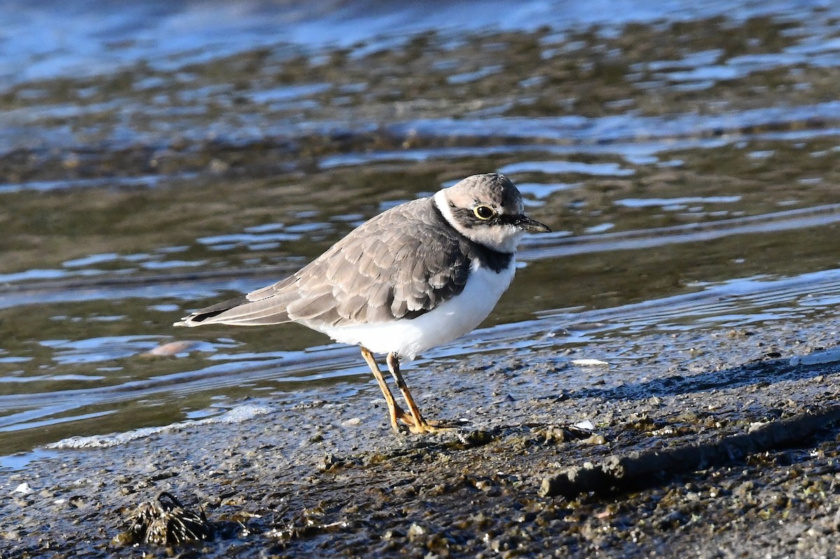 Little Ringed Plover - ML645643490