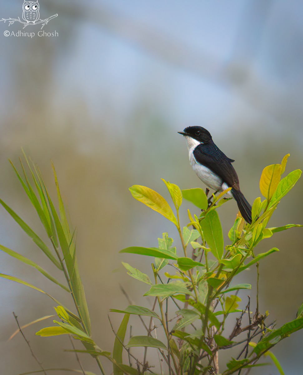 Jerdon's Bushchat - ML645643491