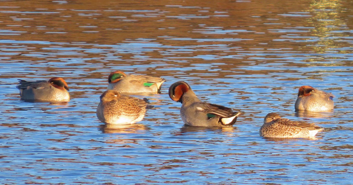 Green-winged Teal (Eurasian) - ML645643497