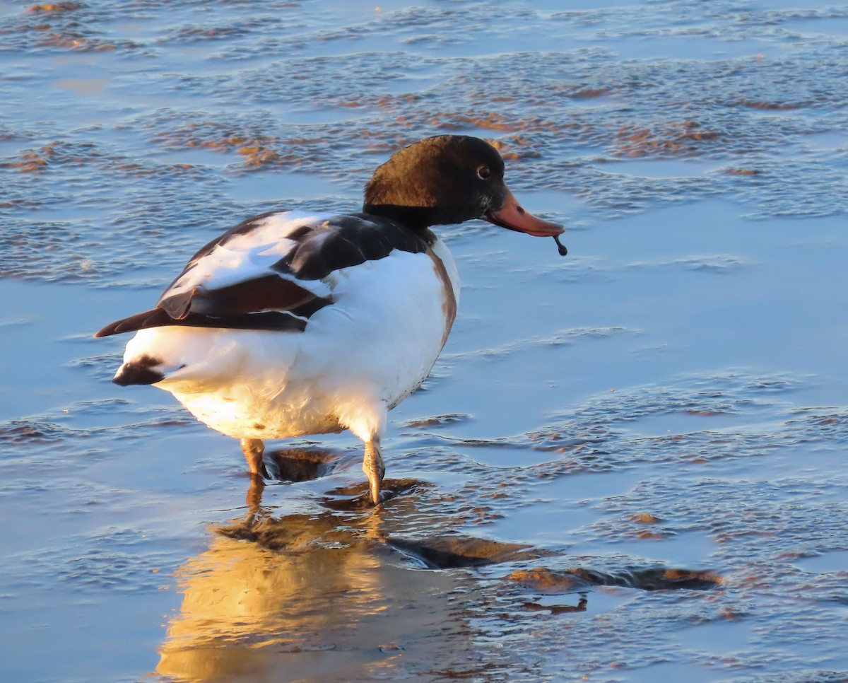 Common Shelduck - ML645643504