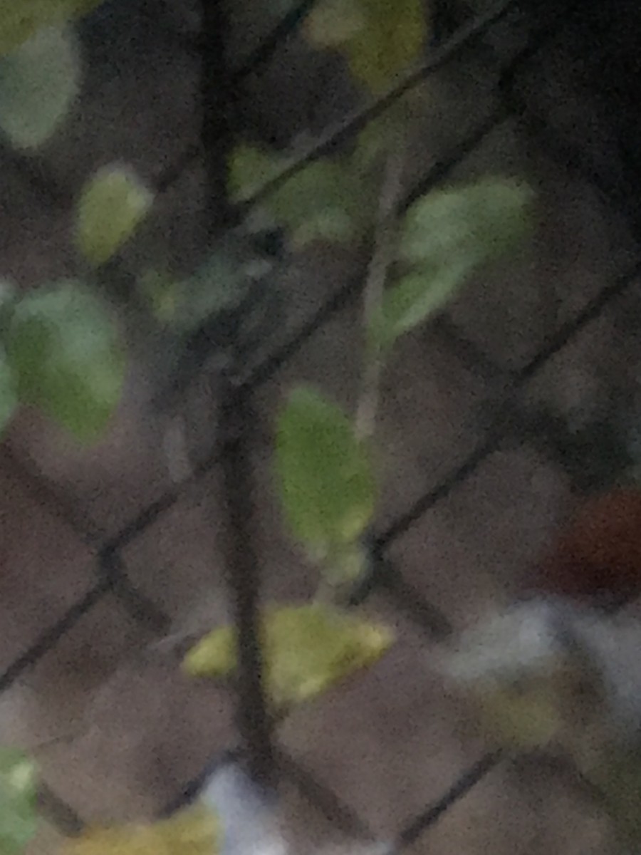 Ruby-throated Hummingbird - ML645643506