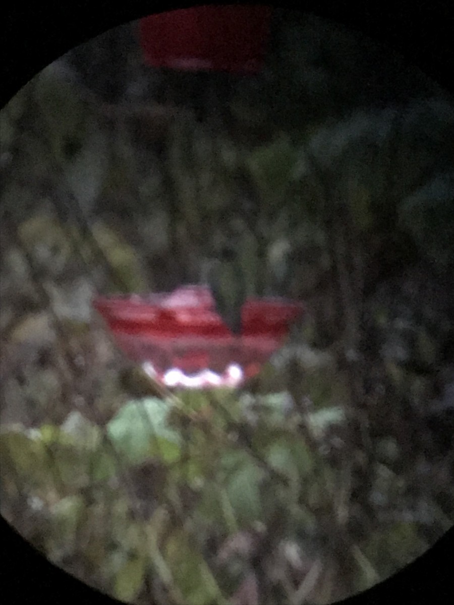 Ruby-throated Hummingbird - ML645643507