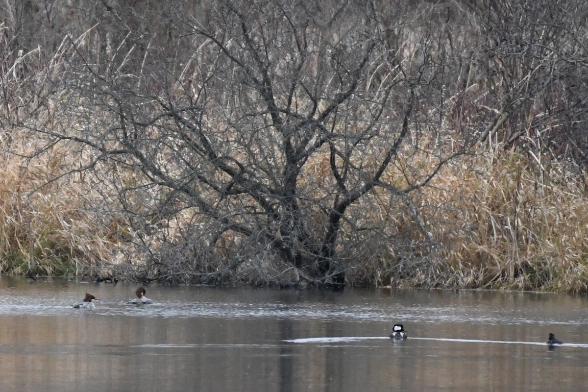Common Merganser - ML645643508