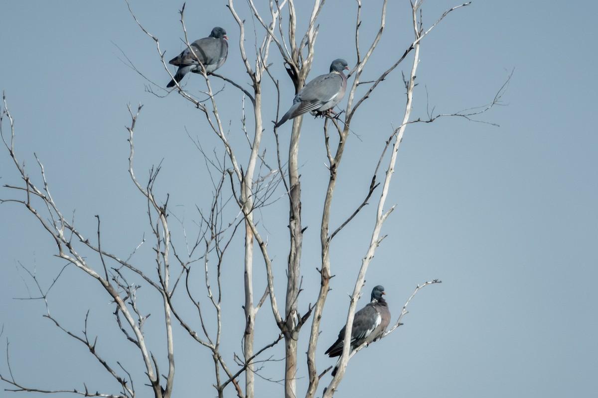 Common Wood-Pigeon - ML645643510