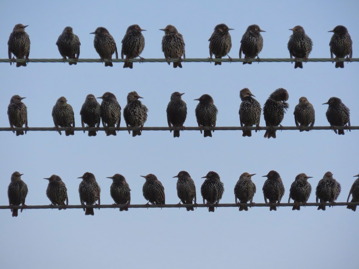 European Starling - ML645643511