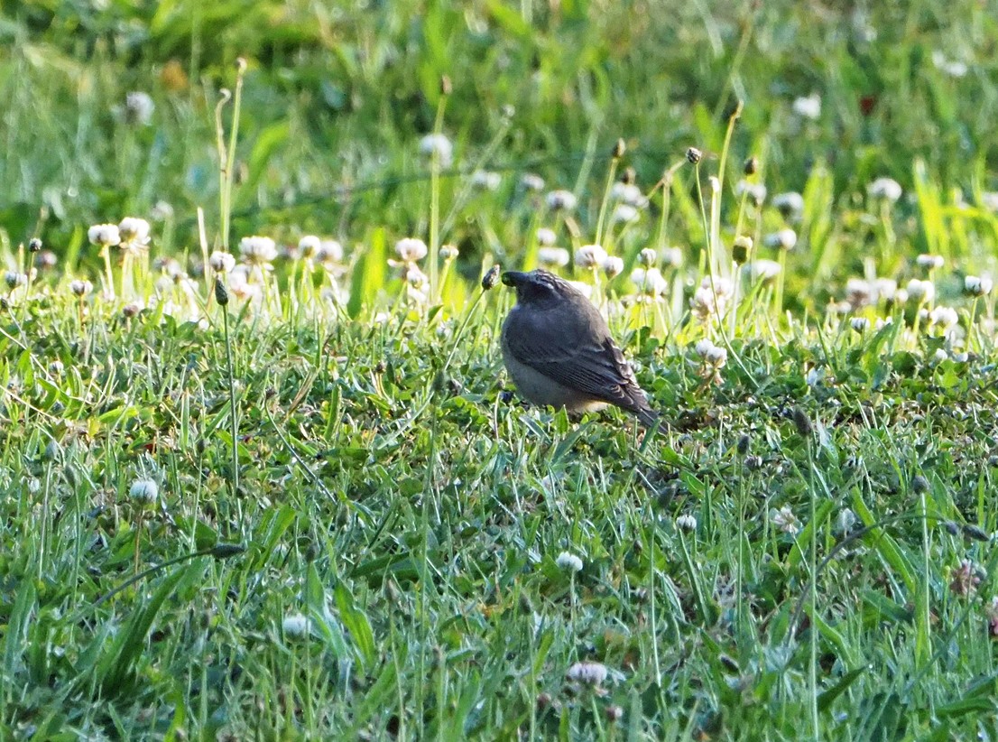 Cape Robin-Chat - ML645643513