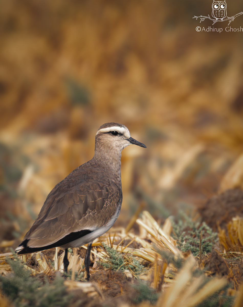 Sociable Lapwing - ML645643514