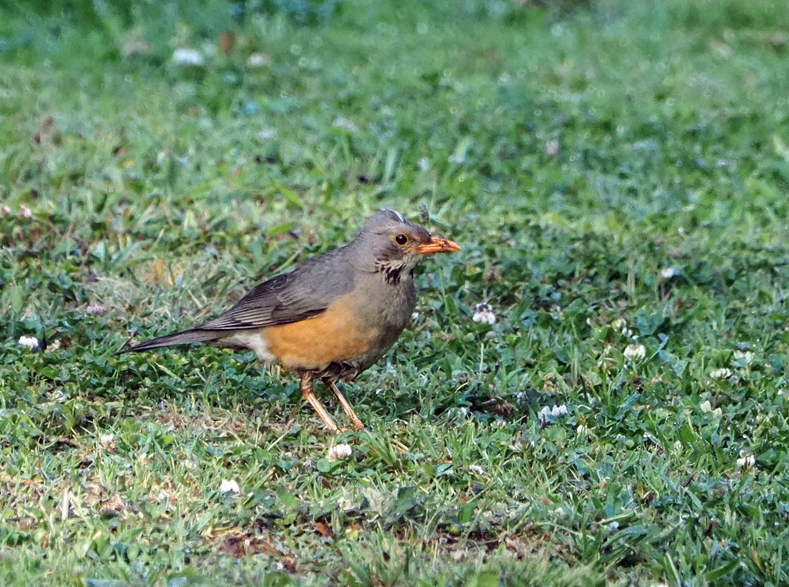 Olive Thrush - ML645643515