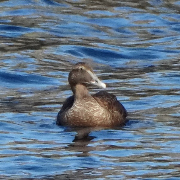 Common Eider - ML645643517