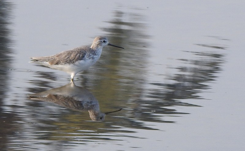 Marsh Sandpiper - ML645643525