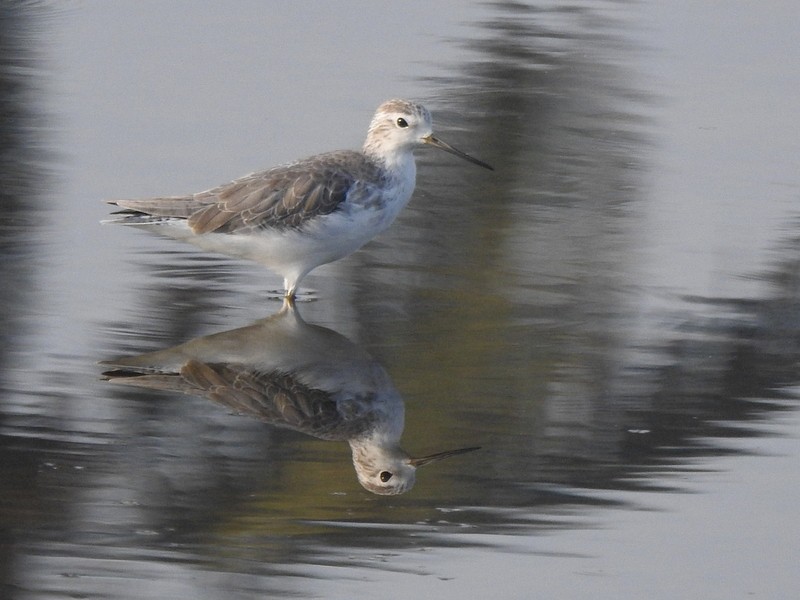 Marsh Sandpiper - ML645643526