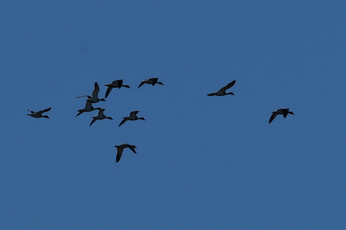Common Shelduck - ML645643528