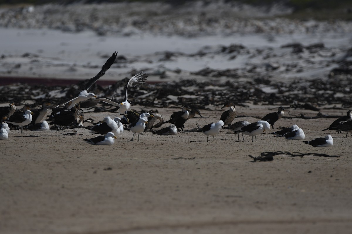 Kelp Gull (vetula) - ML645643532