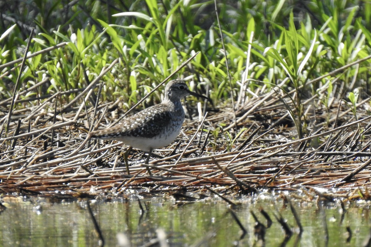 vodouš bahenní - ML645643535