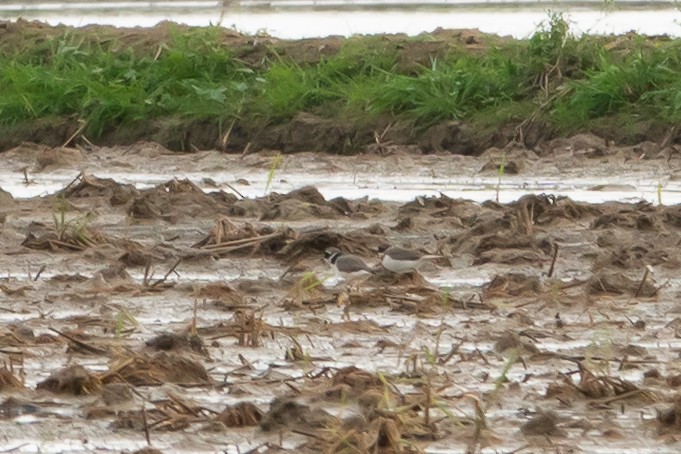 kulík mořský - ML645643547