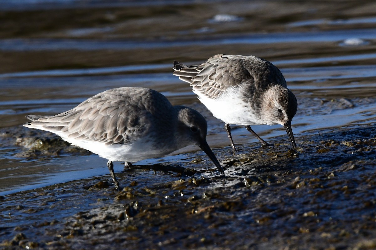 Dunlin - ML645643548