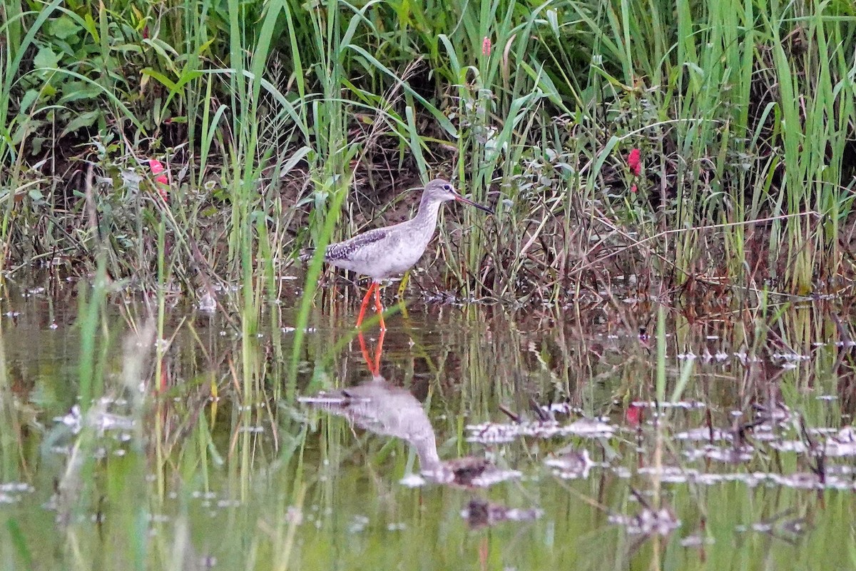Spotted Redshank - ML645643549
