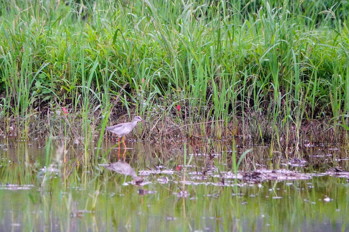 Spotted Redshank - ML645643550