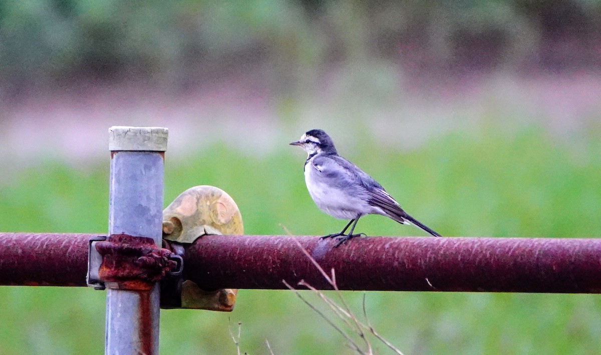 White Wagtail (ocularis) - ML645643551