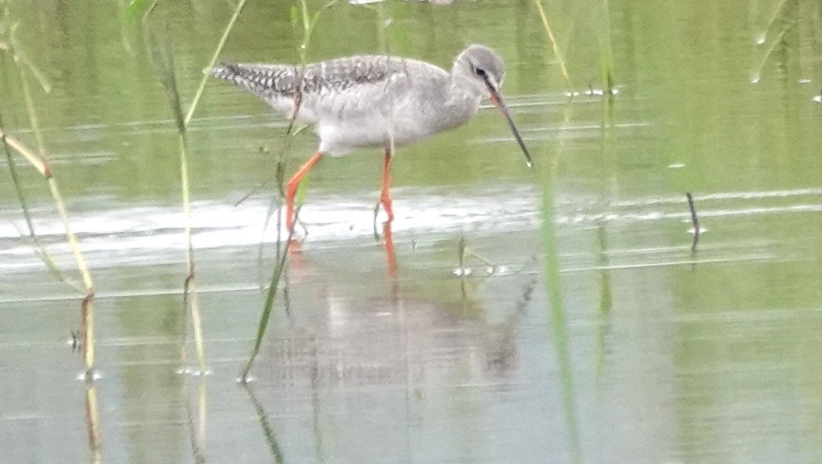 Spotted Redshank - ML645643552