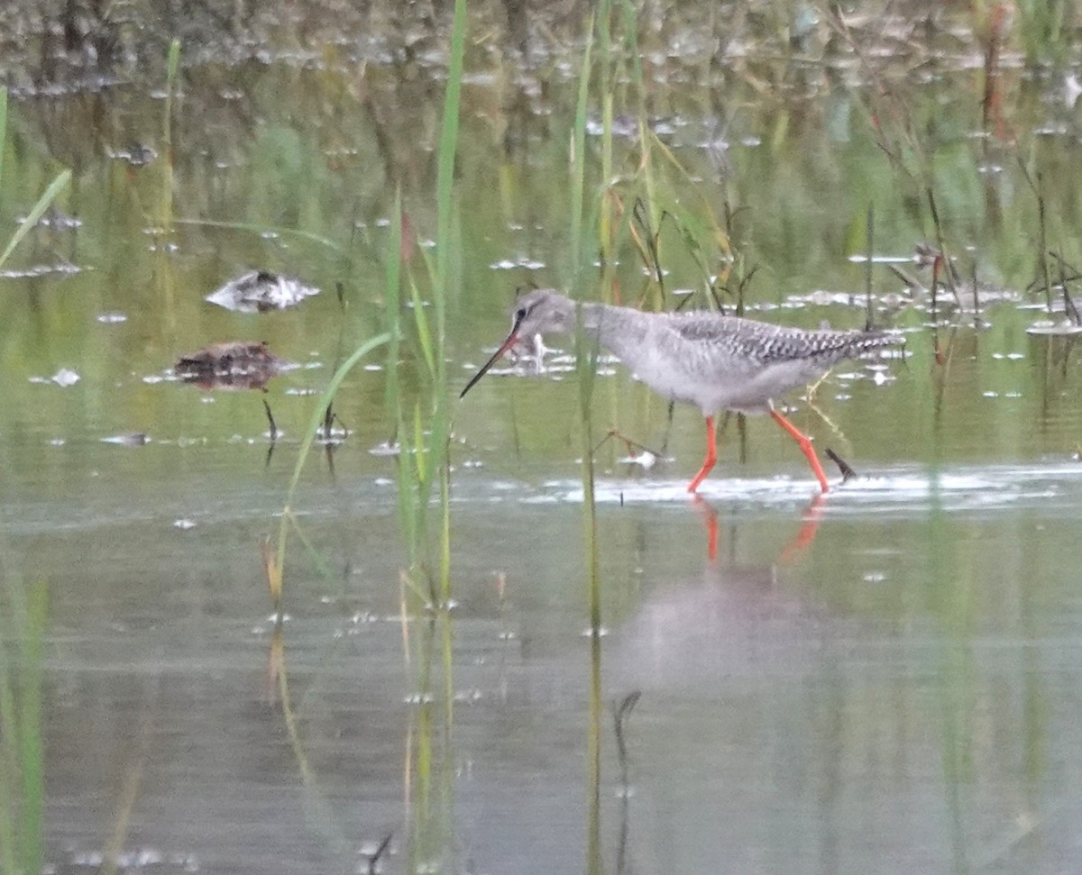 Spotted Redshank - ML645643553
