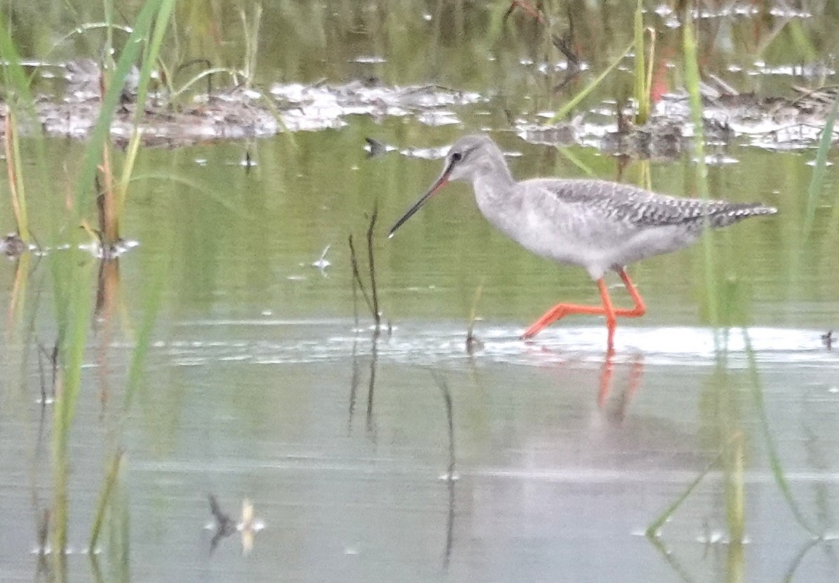 Spotted Redshank - ML645643554