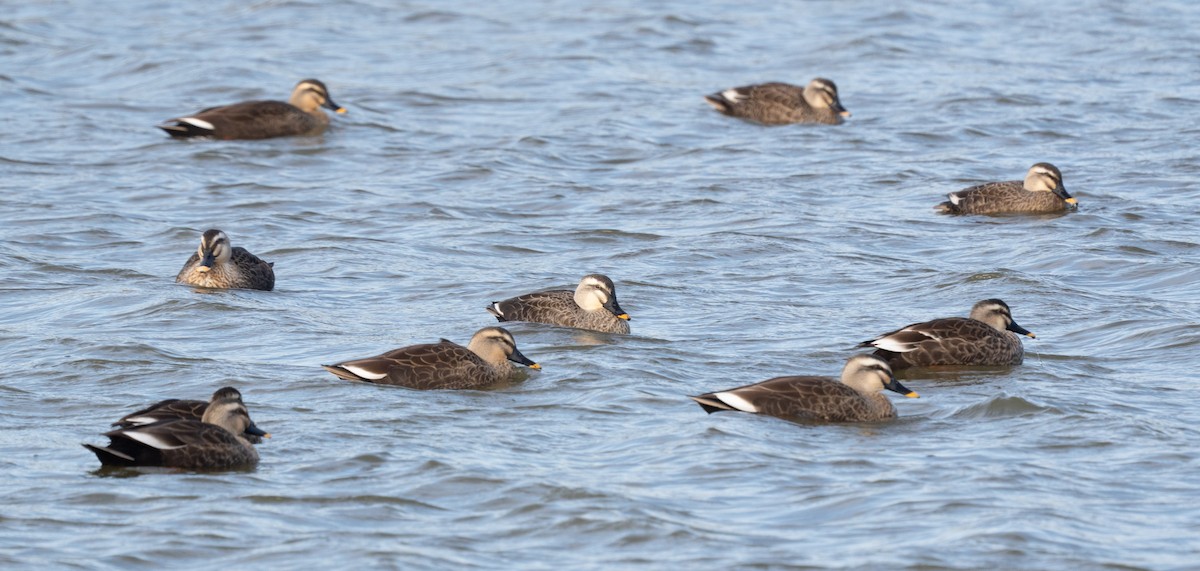 Eastern Spot-billed Duck - ML645643555
