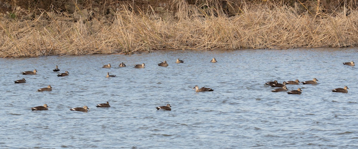 Eastern Spot-billed Duck - ML645643556