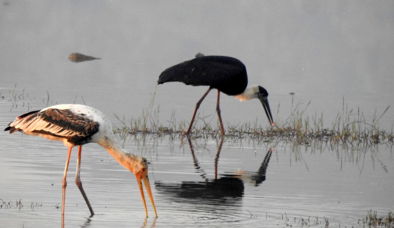 Asian Woolly-necked Stork - ML645643557